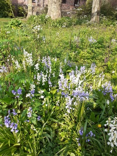 Spring flowers - Lesley