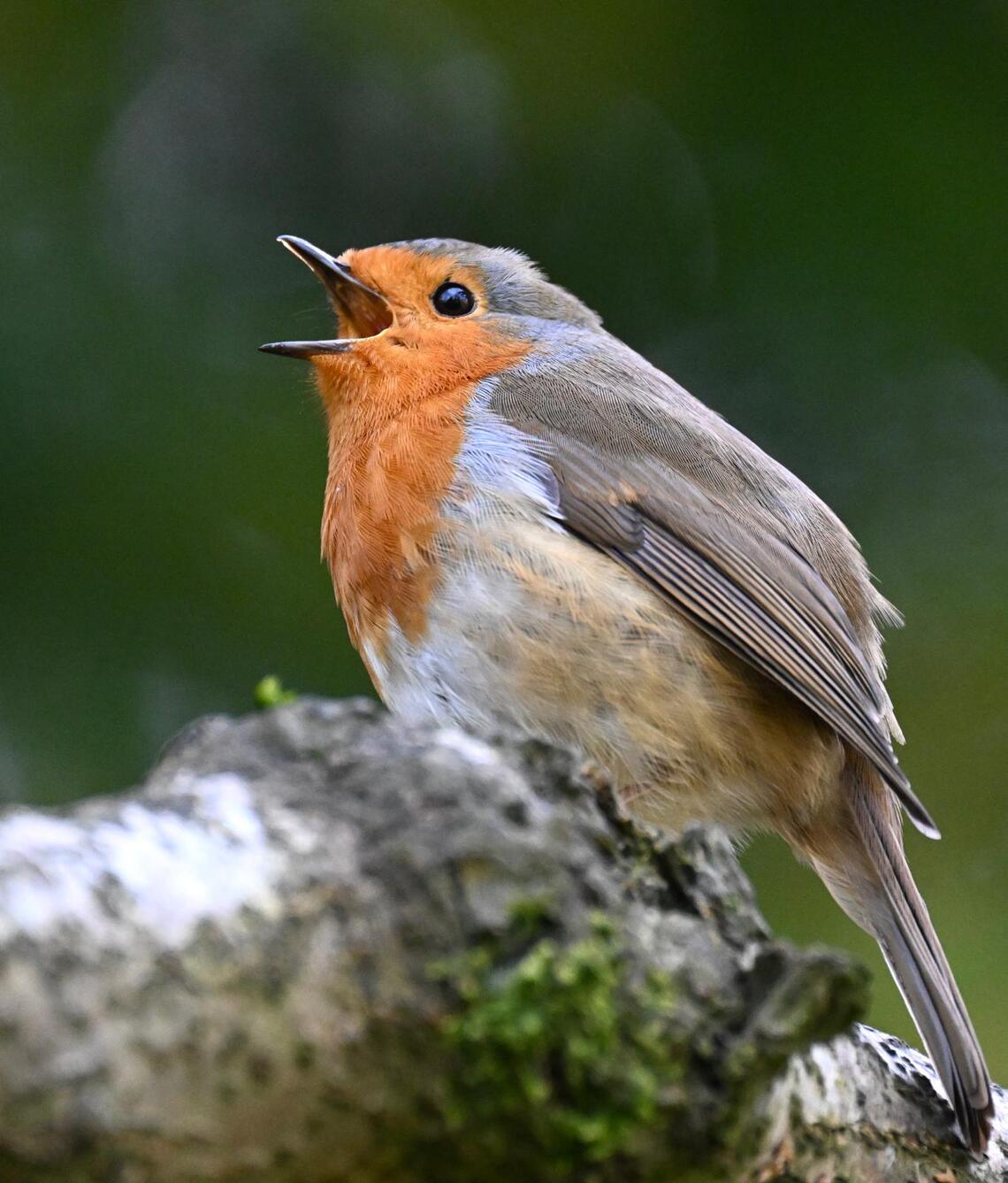 Robin singing