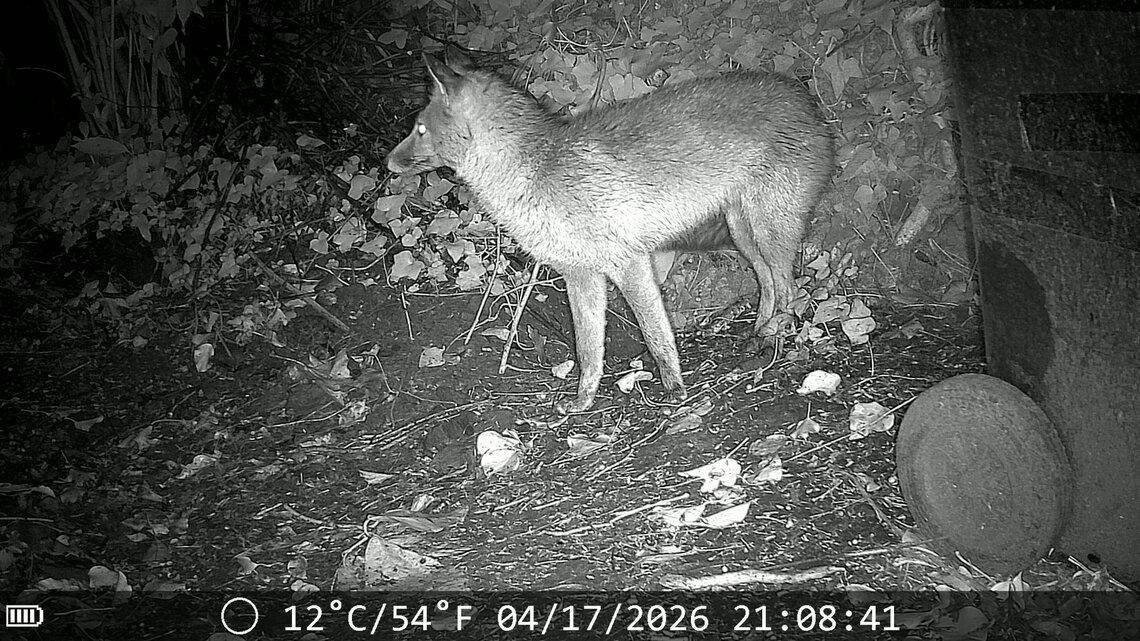 Fox