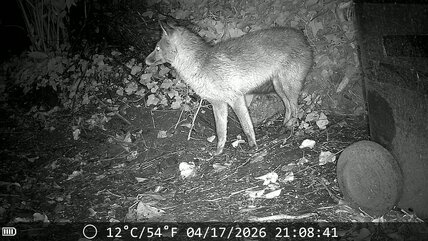 Fox