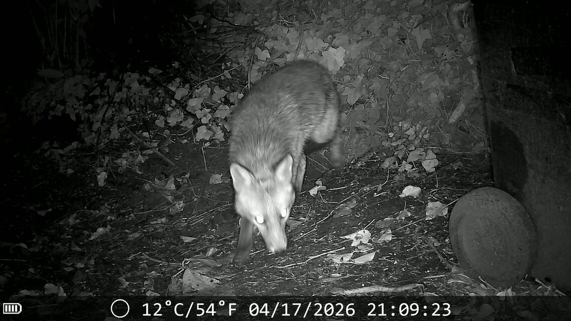 Fox