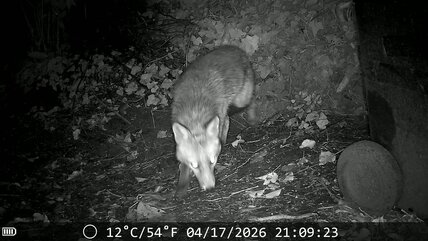 Fox