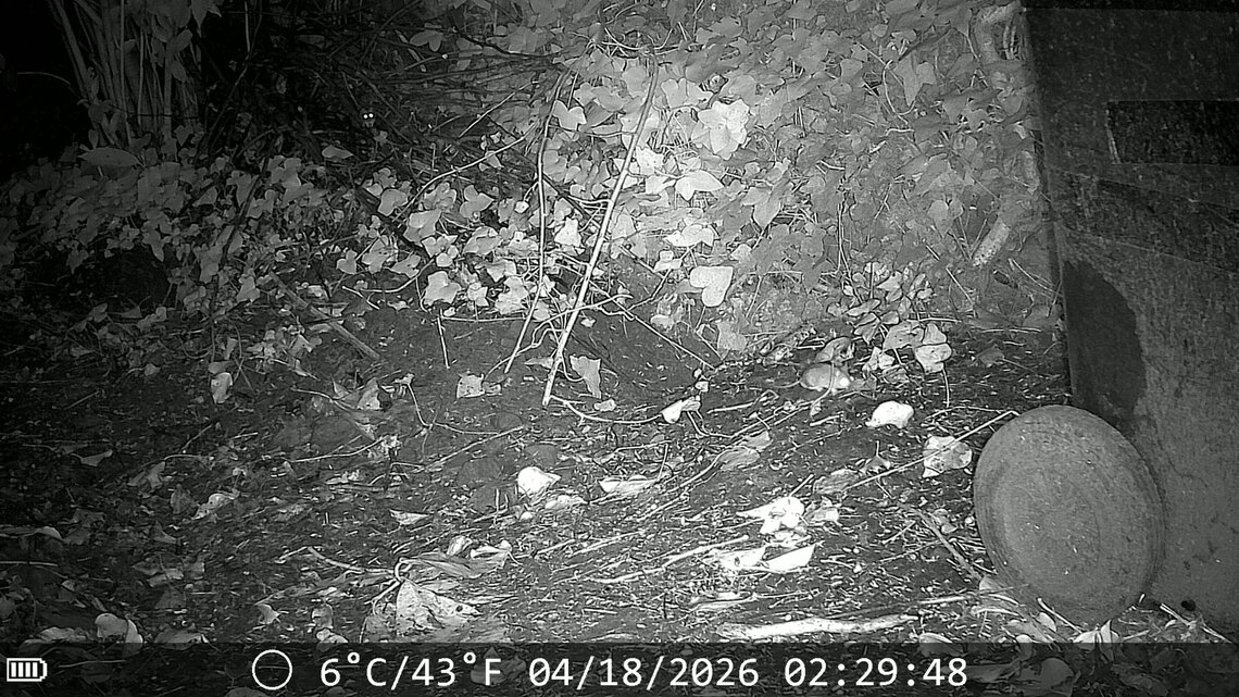 2 mice again