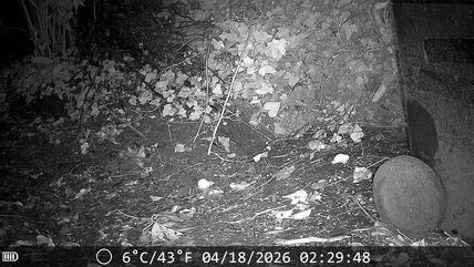 2 mice again
