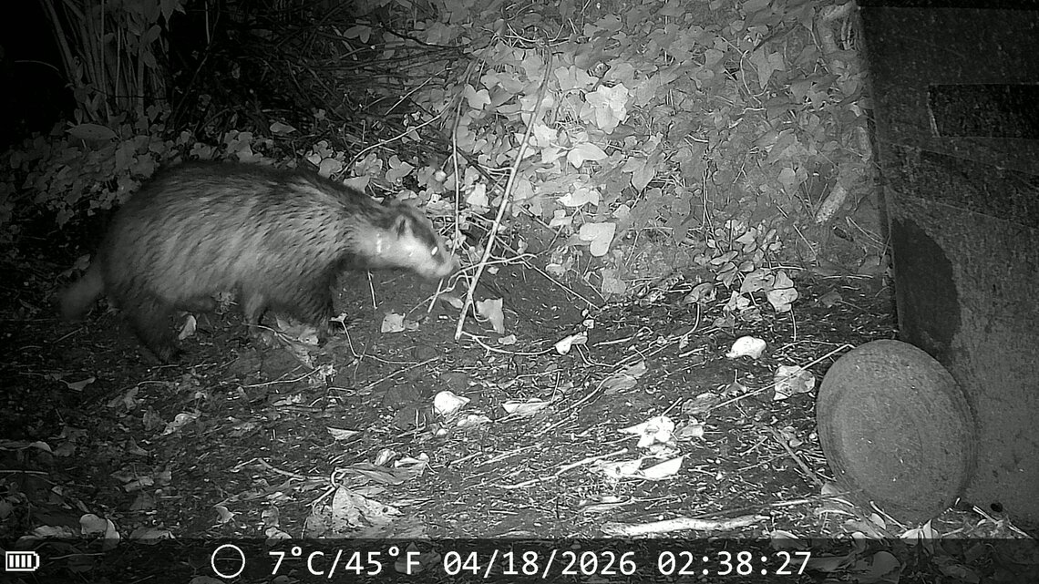 Badger