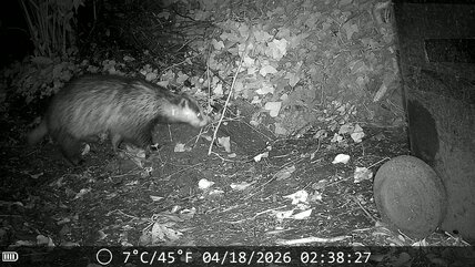 Badger