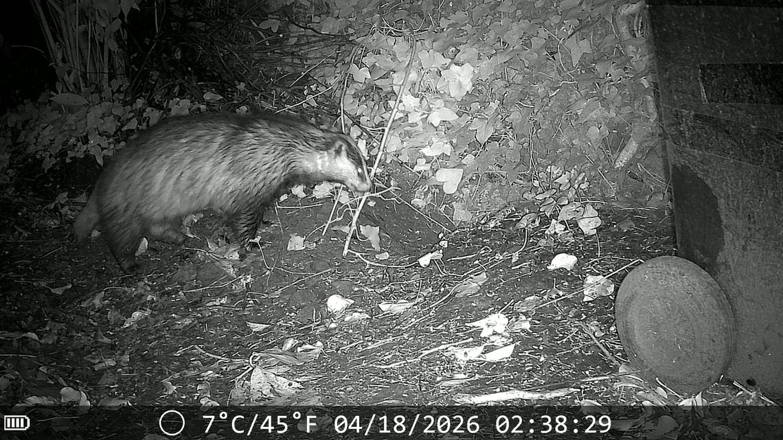 Badger