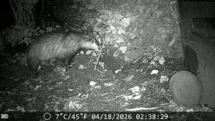 Badger
