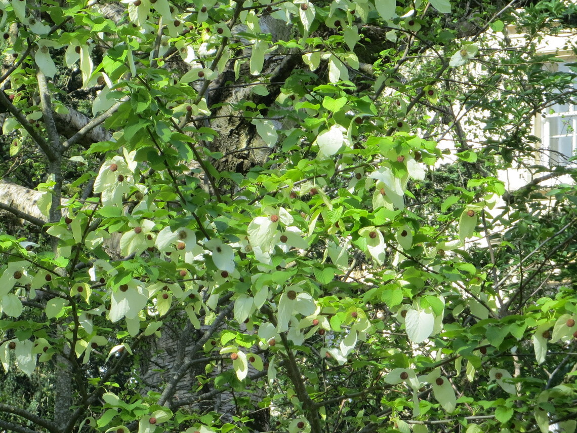 1 Handkerchief tree flowers