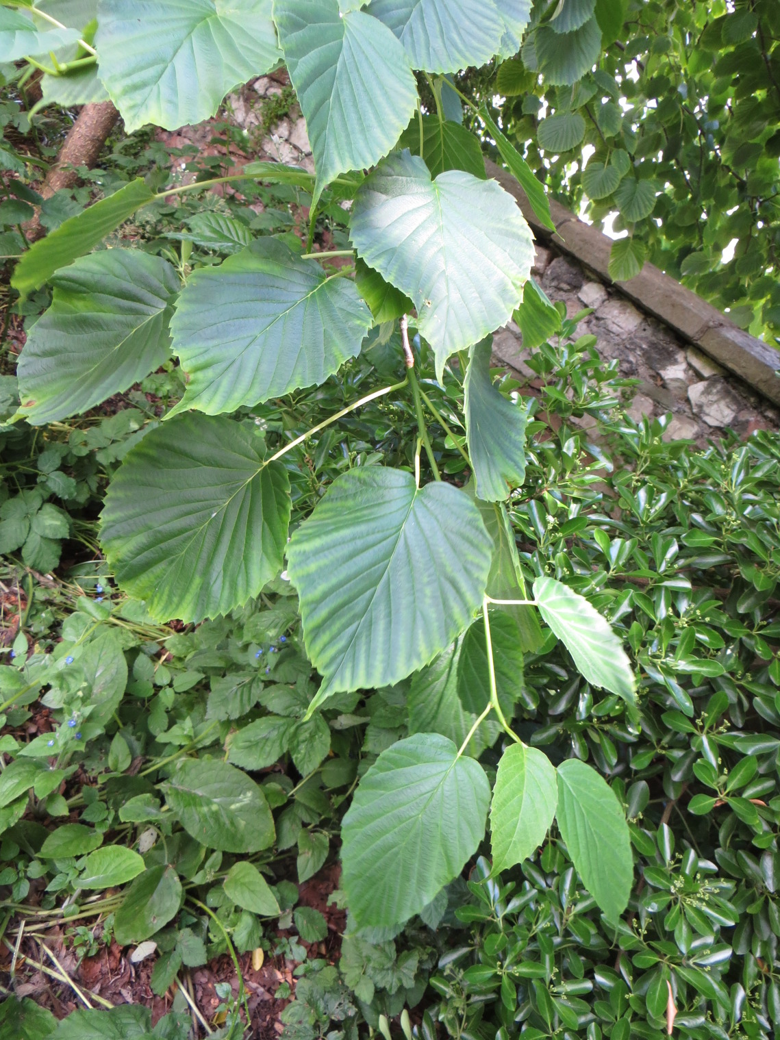 Handkerchief tree leaf