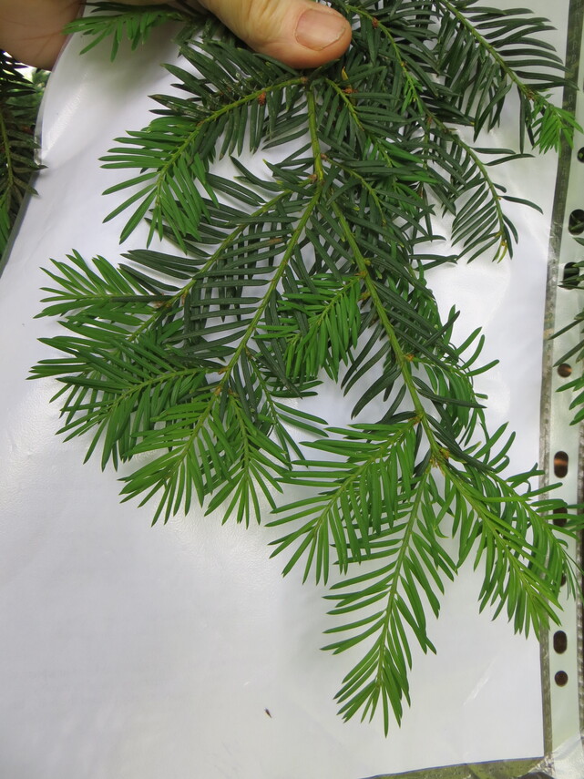 10 English Yew leaf IMG_2944.JPG