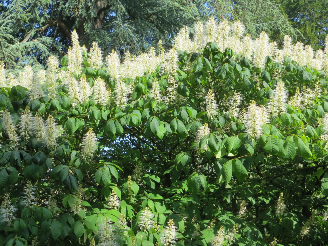 12 Bottle brush 'Buckeye' blosssom 