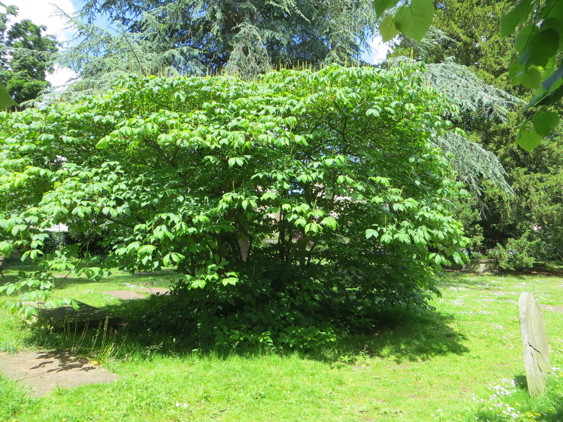 12 Bottle brush 'Buckeye'