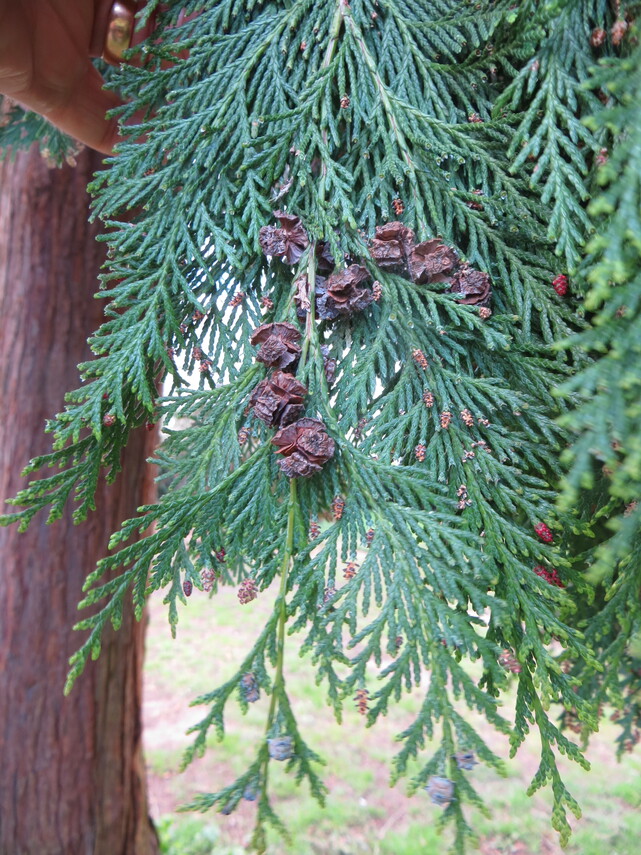 Lawson Cypress foliage, cones & flowers