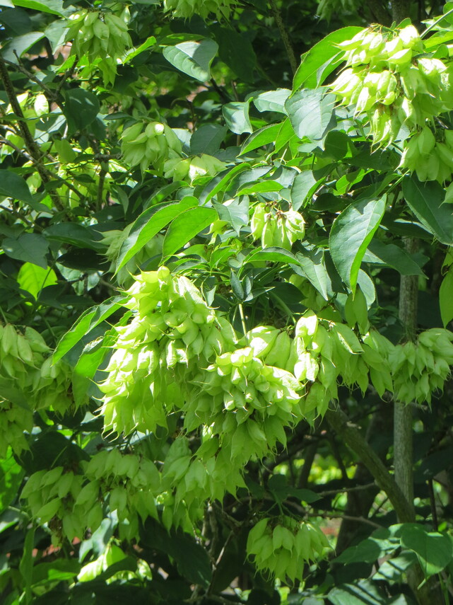 14 American Bladdernut fruit