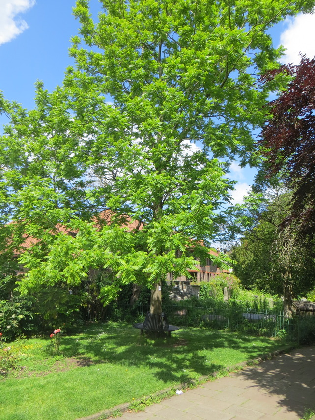 19 Black Walnut IMG_2935.JPG