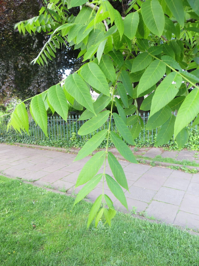19 Black Walnut leaf IMG_2959.JPG