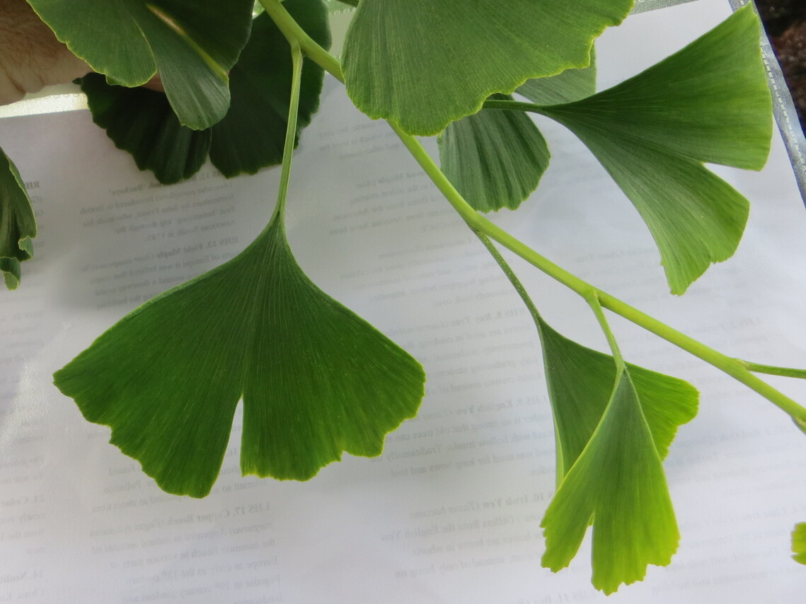 19 Gingko leaf