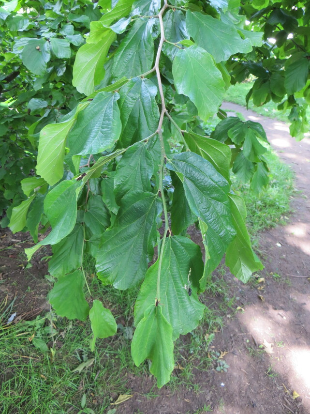 Persian Ironwood leaf