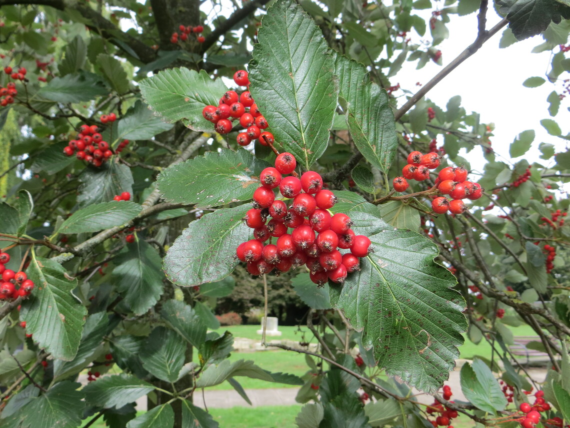 Swedish Whitebeam fruit