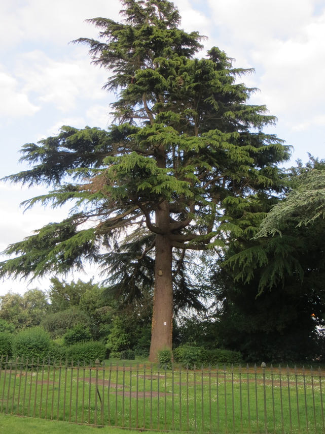 23 Cedar of Lebanon IMG_2962.JPG