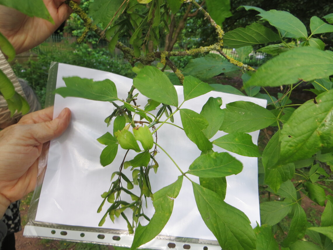 6 Ash Leaved Maple leaf