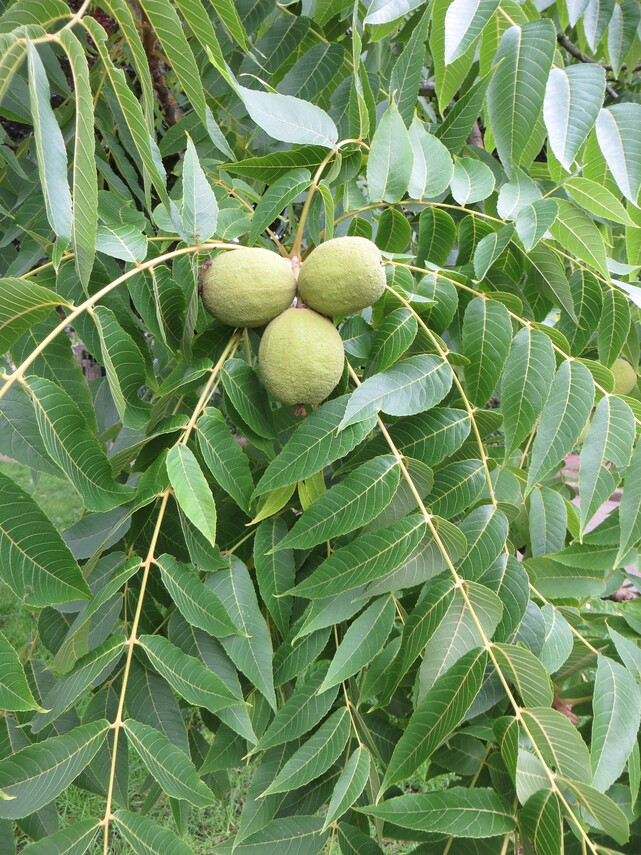 Black walnut_Leaves & Fruit
