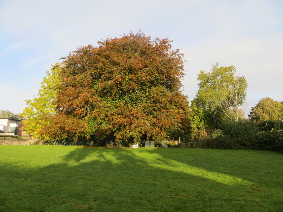 Copper beech Oct 23 