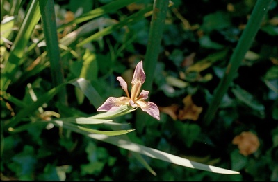 Flower 1