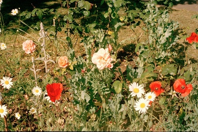 Flowers 2