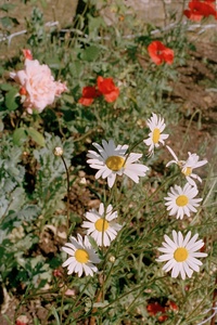 Flowers 4