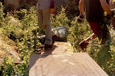 Gardening 17