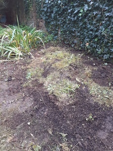 9. Luckily the rain had kept the turf moist and with luck it will grow strongly,  stabilising the Hibernaculum