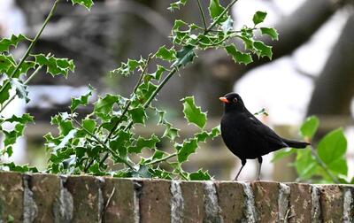 2026-03-17 10 Blackbird