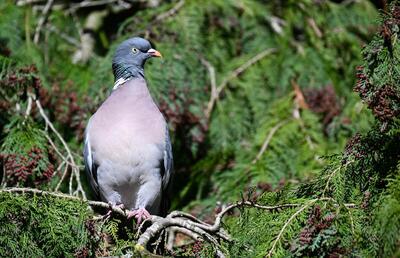 2026-03-17 3 Wood pigeon