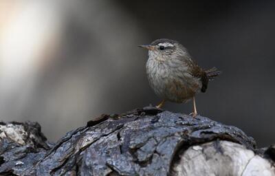 2026-03-17 5 Wren