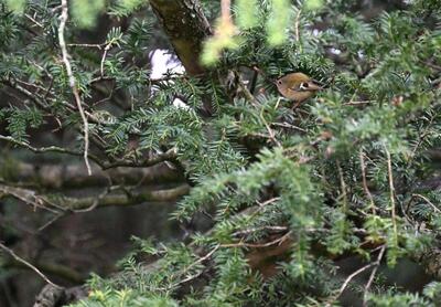 2026-03-17 9 Goldcrest