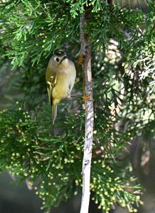2026-03-19 2 Goldcrest
