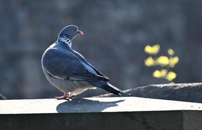 2026-03-19 4 Wood pigeon