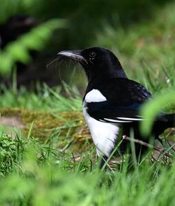 2026-04-05 1 Magpie