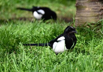 2026-04-05 2 Magpie
