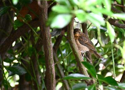 2026-05-23 1 Robin chick