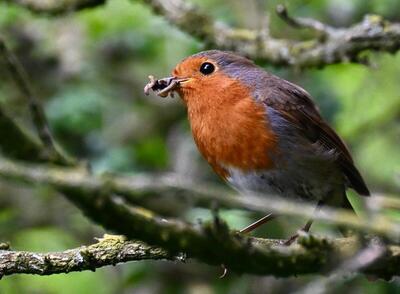 2026-05-23 2 Robin