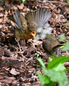 2026-05-23 3 Robin chick
