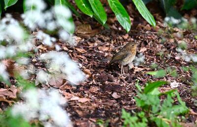 2026-05-23 4 Robin chick