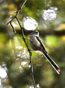 2026-05-23 5 Long-tailed Tit