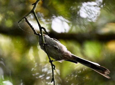 2026-05-23 6 Long-tailed Tit