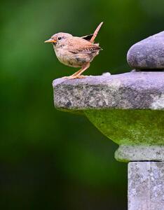 2026-06-01 2 Wren chick