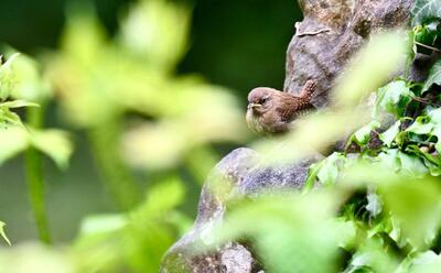 2026-06-01 3 Wren chick