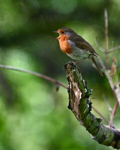 Peter Bassett birds